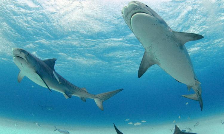 जलवायु परितर्वन से शार्क और ट्यूना मछलियों का जीवन खतरे में