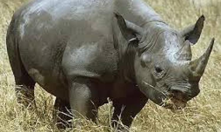 single horn rhino