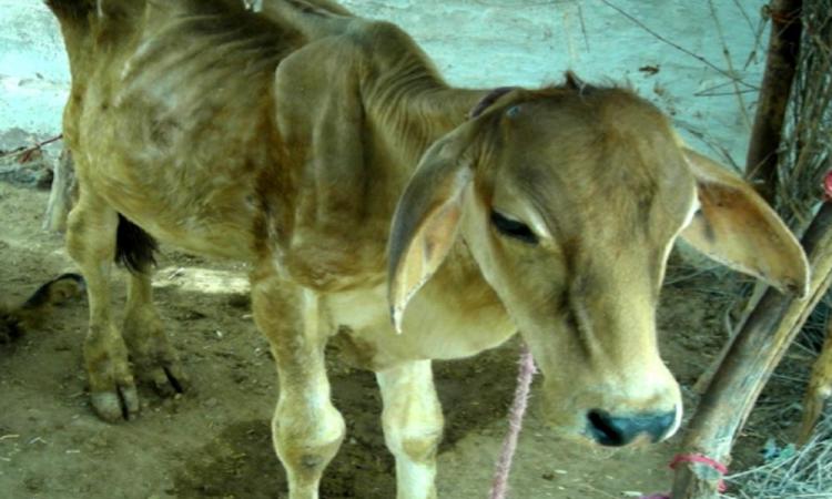 फ्लोरोसिस से पीड़ित बछड़ा (फोटो साभार - प्रो. शांतिलाल चौबीसा)