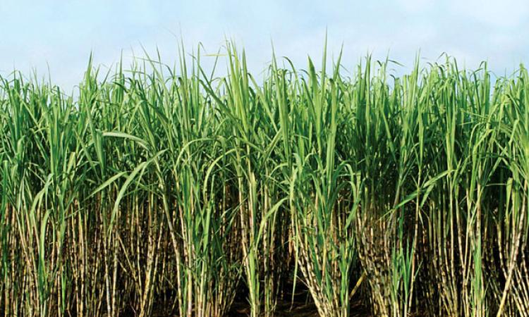 sugarcane