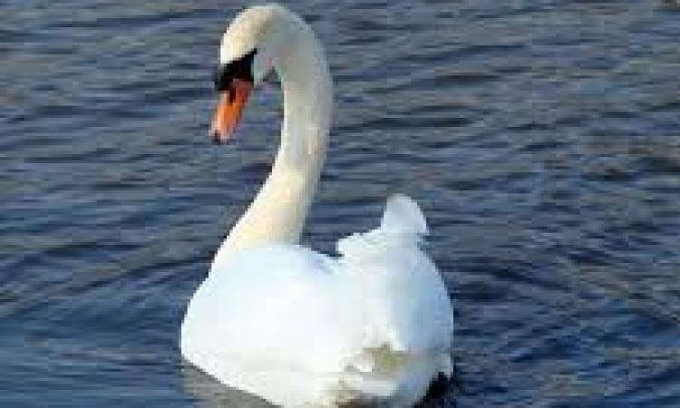 swan