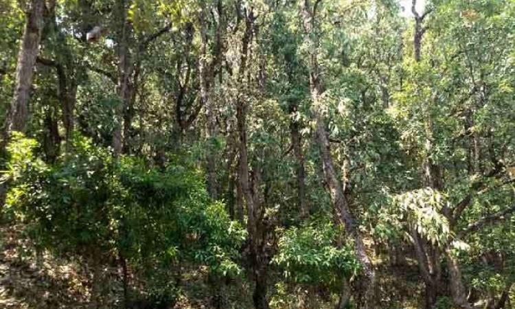 बमराड़ी गांव का जंगल।