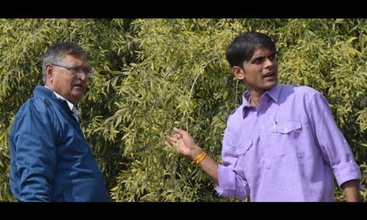 मेहरानगढ़ दुर्ग की तलहटी क्षेत्र हरा-भरा हो गया है।