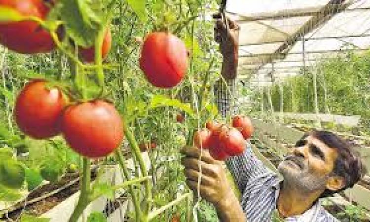 vegetable farming