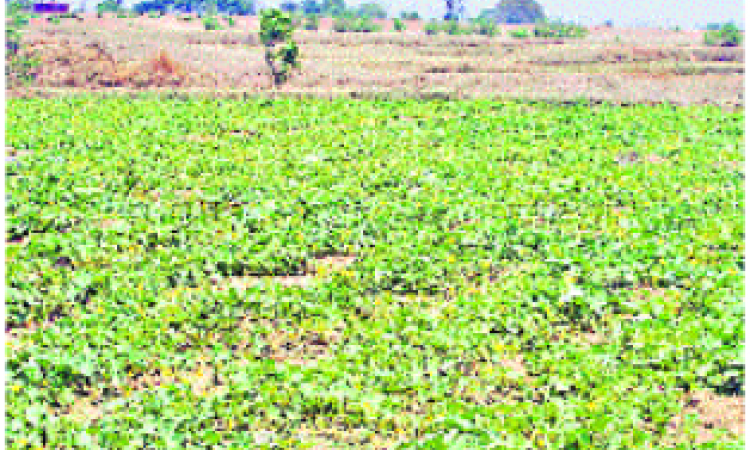 vegetable farming