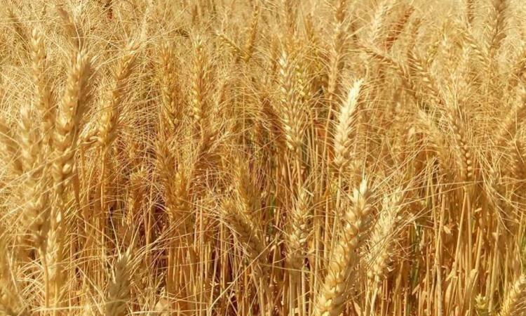 wheat crop