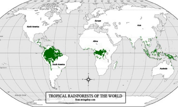 world rainforest map