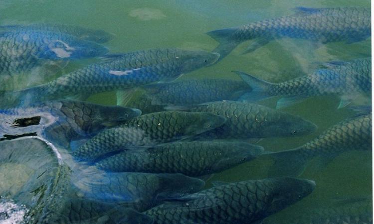 Fish in the Tunga river at Sringeri (Image Source: Dineshkannambadi via Wikimedia Commons) Li