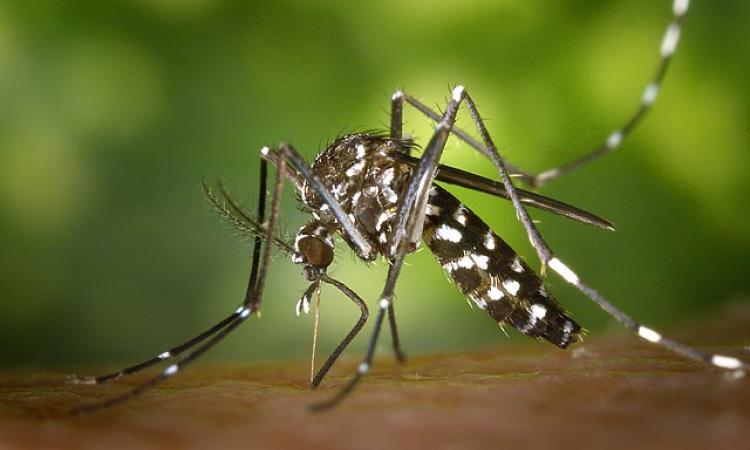 Asian tiger mosquito, Aedes albopictus, beginning its blood-meal (Image Source: James Gathany, CDC via Wikimedia Commons)