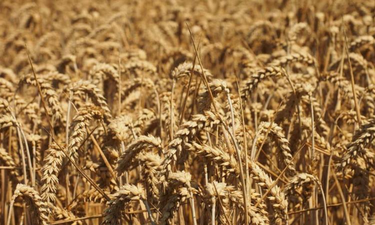 Greater adjustments to the annual cropping calendar are anticipated to increase wheat yield potential by an average of 0.84 t/ha (Image: Pixnio)