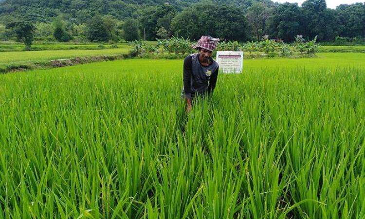 Mangaraj&#039;s farm is a model for the region (Image: Tripati Khura)