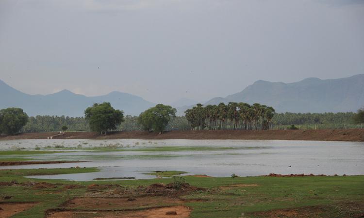 A tank on the outskirts of Madurai, Tamil Nadu