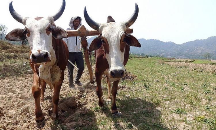 A farmer working on his field