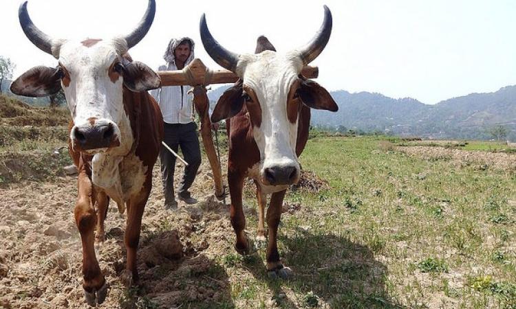 A farmer on his field. (Source: India Water Portal)