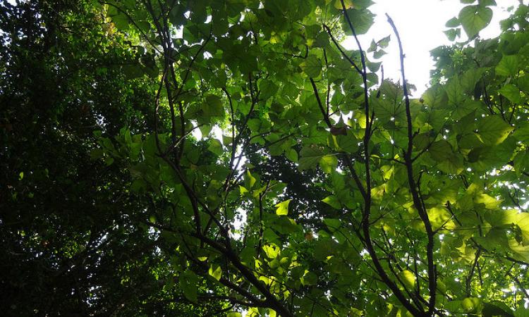 Various trees respond differently to air pollution. (Source: IWP Flickr photos)