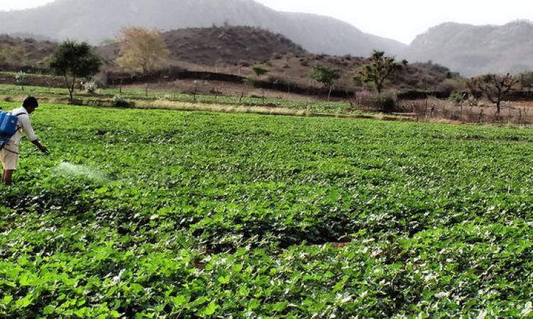 A farmer sprays pesticides on his vegetable farm. (Source: IWP Flickr photos)