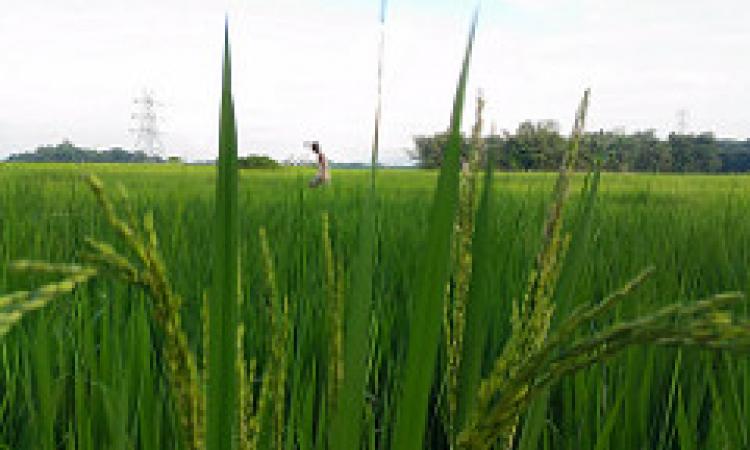 Paddy farm. (Source: IWP Flickr photos)