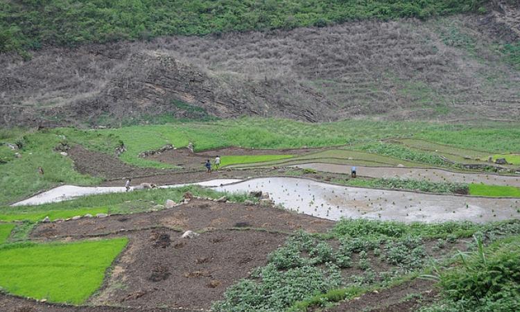 Irrigated fields of Uttarakhand (Source: IWP Flickr Photo)