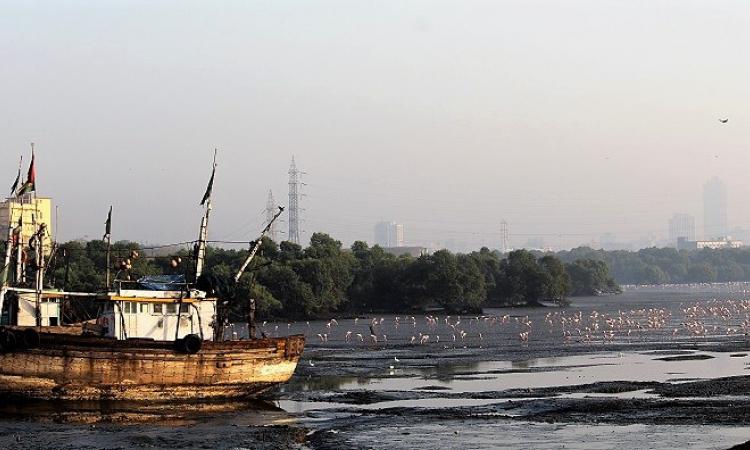 A wetland in Mumbai (Source: IWP Flickr photos)