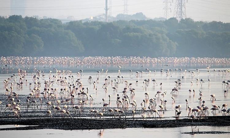 Sewri mudflts in Mumbai (Source: IWP Flickr photos)