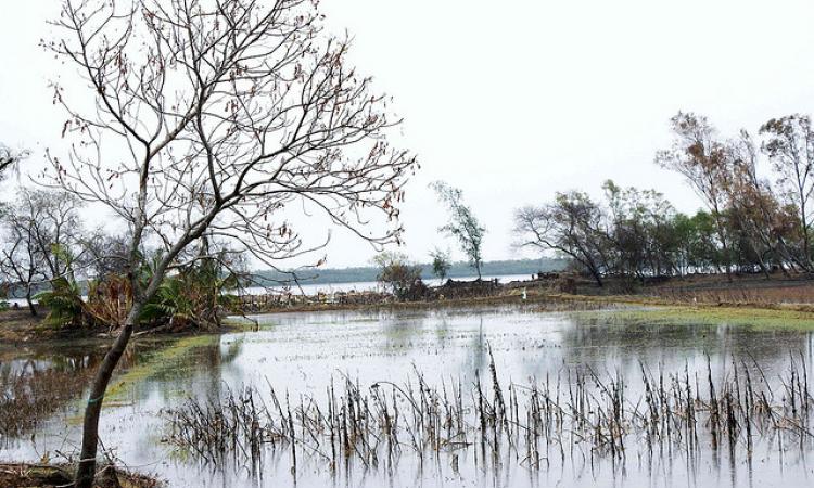 Farm fields in the Sunderbans (Source: India Water Portal Flickr Photo)