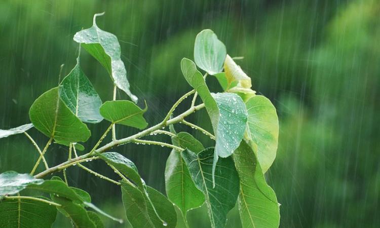 July experiences rain deficit of 10 percent (Source: IWP Flickr photos)