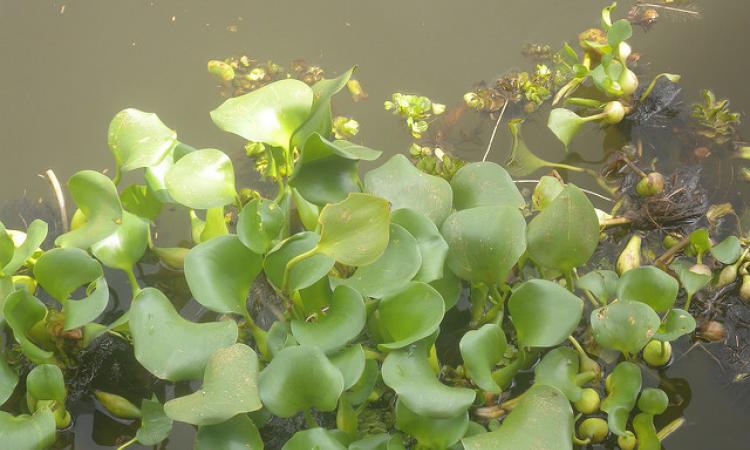 Water hyacinth. Image courtesy India Water Portal.