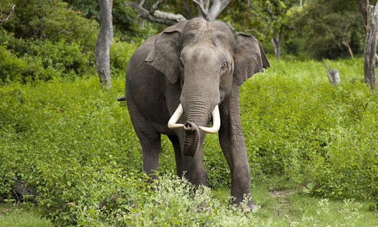 The Asiatic Elephant (Source: Yathin S K, Wikimedia Commons)