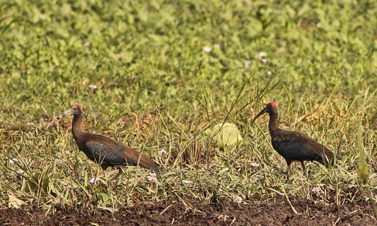 Red-naped Ibis at the Kanwar Lake (Source: Wikipedia)