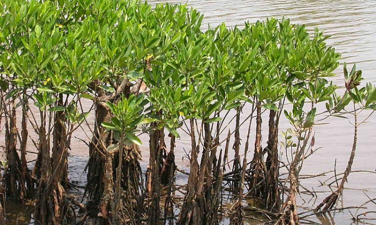 A cluster of mangroves on the banks of Vellikeel river in Kannur, Kerala (Image: Wikimedia Commons; CC BY-SA 3.0)