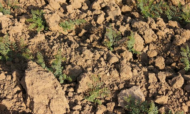 Soil moisture plays an important role in agriculture. (Source: IWP Flickr photo)