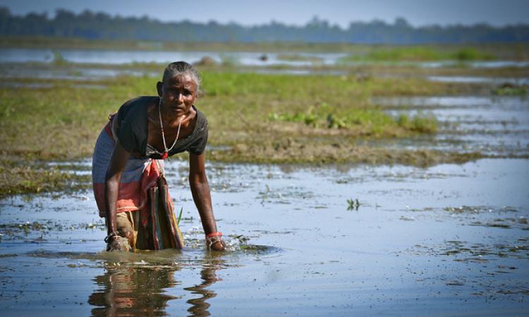 Maguri Beel, a wetland area in the Tinsukia district of Upper Assam.