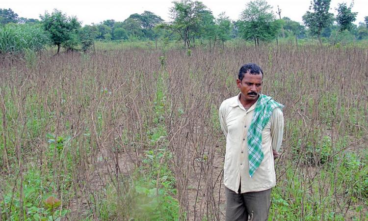 A devastated farmer Kalu Ram Nishad of Mohamara village. (Pic:India Water Portal)