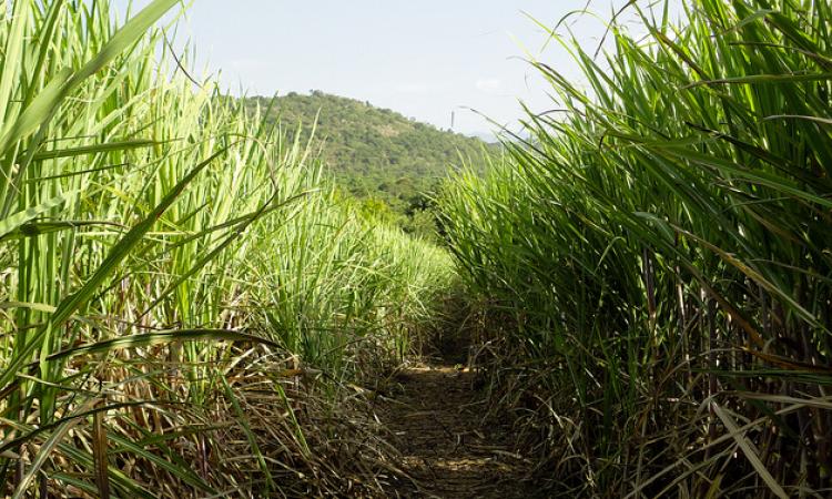 A sugarcane farm (Source: IWP Flickr photos)