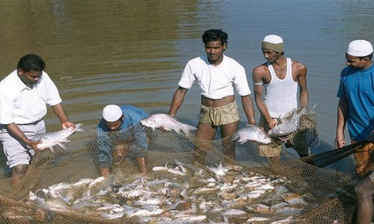 Fish harvested from a pond in Doon Valley