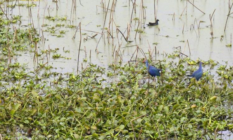 Keshopur, a favourite of native and migratory birds in Punjab.