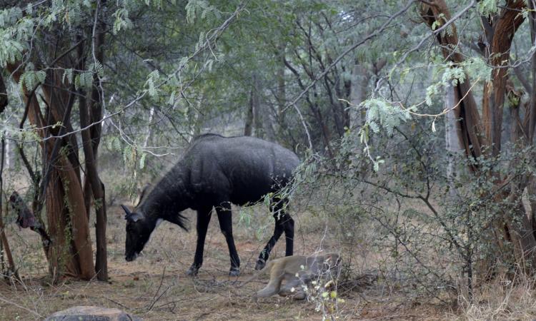 Nilgai (blue bull) is in abundance at the sanctuary.