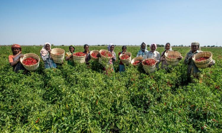 A group of farmers in Karnataka's project on spice value chain development.. (Source: Rakesh Sahai, Wikimedia Commons, 2015)