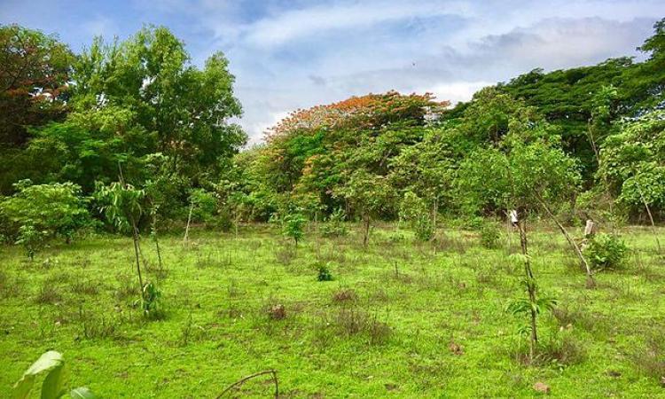 Aarey, the green lungs of Mumbai (Image Source: Wikimedia Commons)