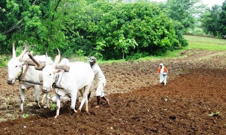 Access to information helps improve crop output among farmers. (Image Source: India Water Portal)