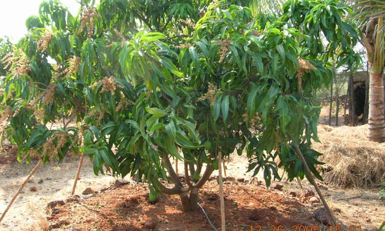 Alphonso mango trees in Ratnagiri, Maharashtra