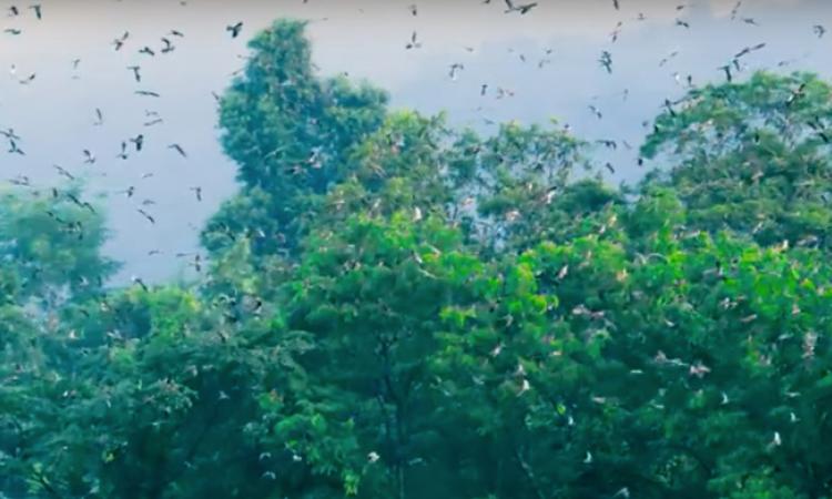 Amur Falcons (Screenshot of the film The Naga Pride, Source: Sumanth Kuduvalli)