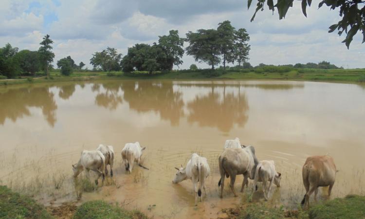 A water body revived at Bedo, Ranchi