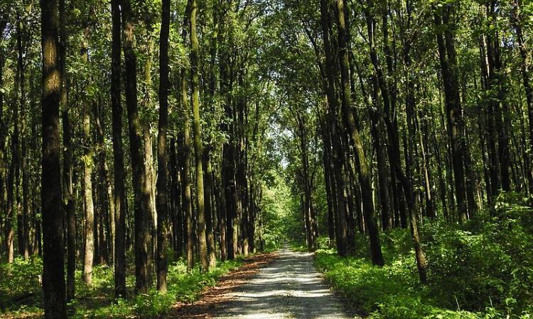 Chilepata core forest area in Buxa, Alipurduar district of West Bengal (Image: Tridib Choudhury, Wikimedia Commons, CC-SA 4.0 International)