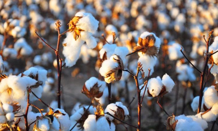 Cotton production in the country is expected to go up by 10 percent as compared to last year. (Image: Kimberly Vardeman, Wikimedia Commons, CC BY 2.0)