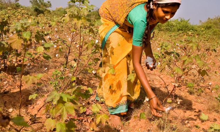 A farmer picks cotton. (Image Source: Claude Renault via Wikimedia Commons)