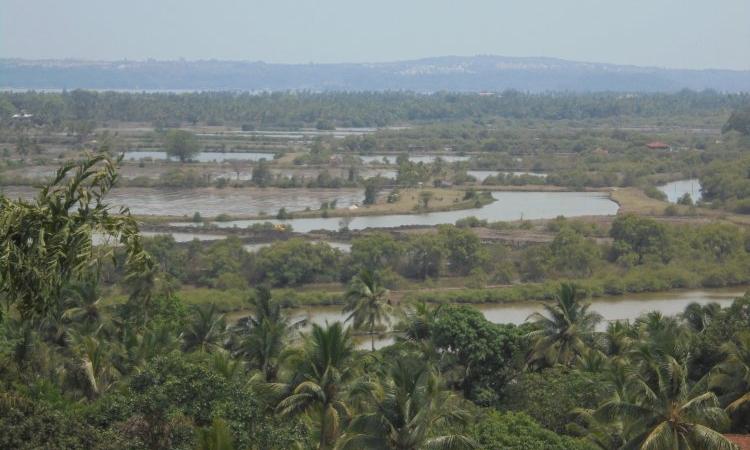 Aerial view of a Khazan in the Zuari river, Goa.