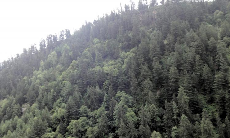 Himachal's forests help conserve springs