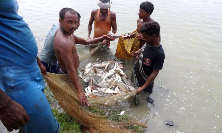 Fish farming in Punjab