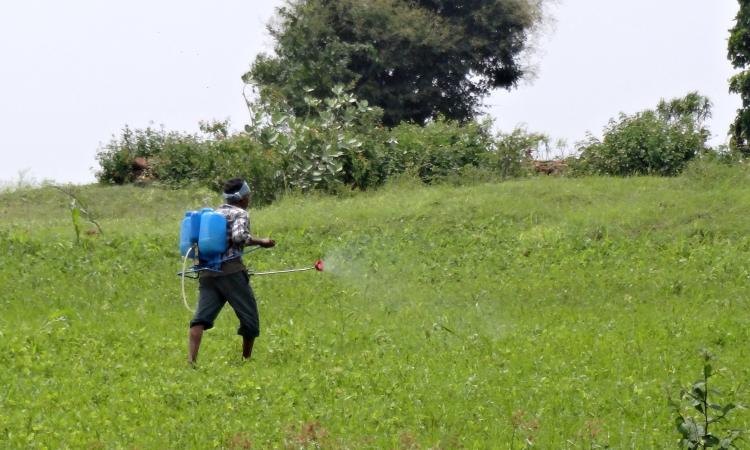 Since the introduction of green revolution, four kharif crops have marched to newer grounds.